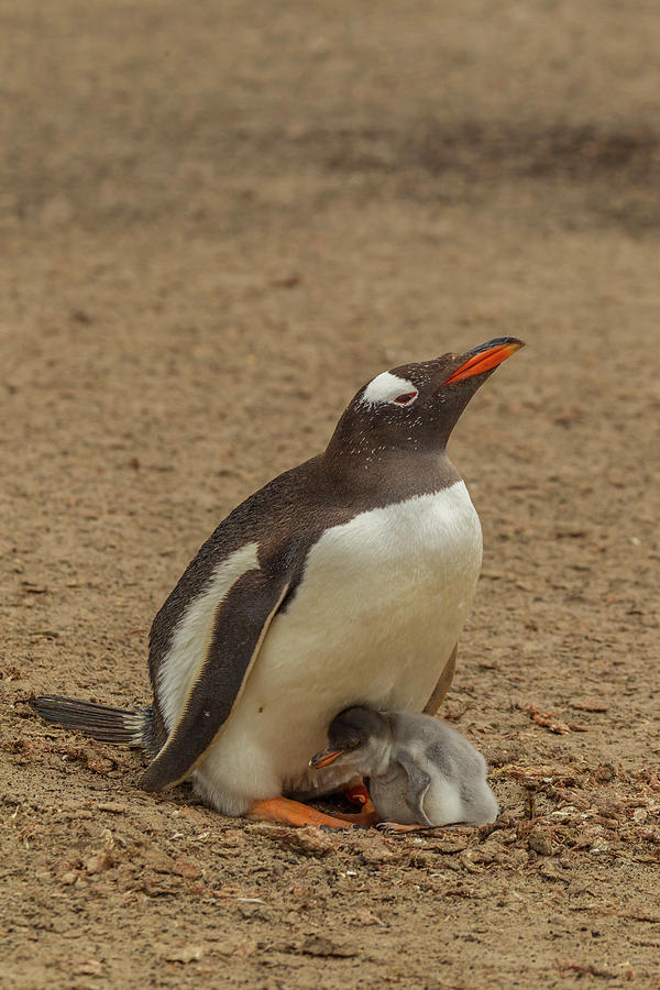 Penguin Photograph - South America, Falkland Islands #6 by Jaynes Gallery