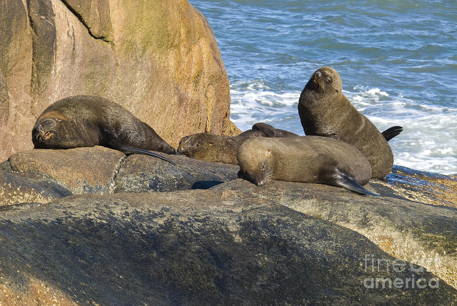 Southern Sea Lions #6 Photograph by William H. Mullins