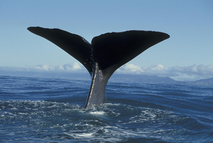 Sperm Whale Tail New Zealand #6 Photograph by Flip Nicklin