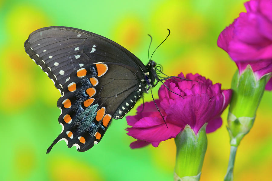 Butterfly Photograph - Spicebush Swallowtail Butterfly #6 by Darrell Gulin