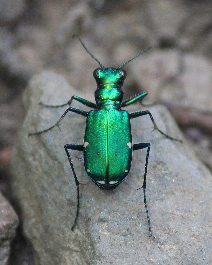 6 Spotted Green Beetle Photograph by Michael Van Camp - Pixels