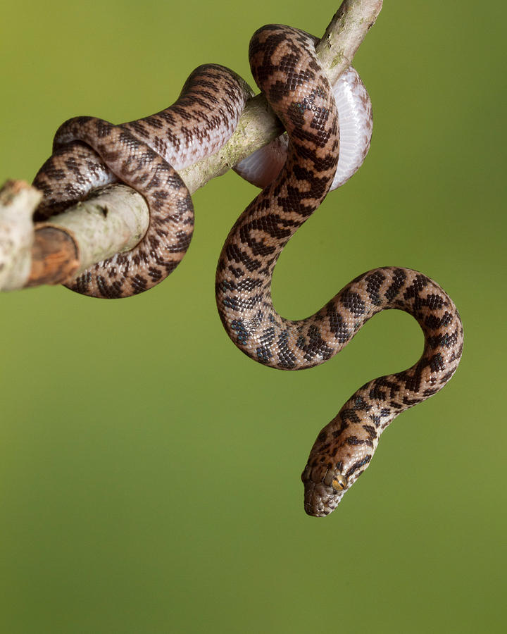 Spotted Python Antaresia Maculosa #6 Photograph by David Kenny