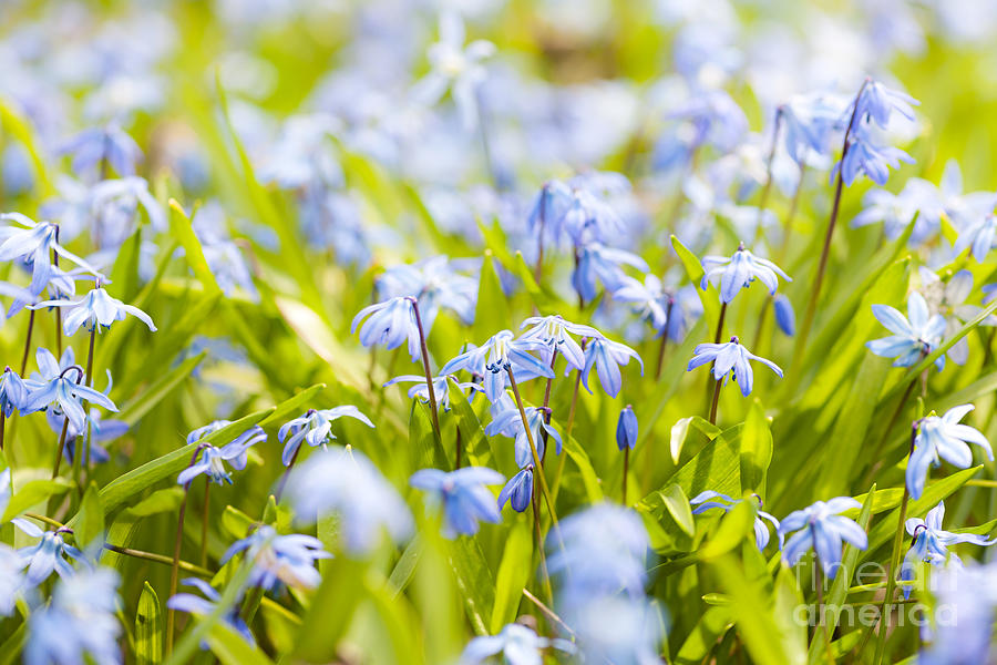 Spring blue flowers 2 Photograph by Elena Elisseeva