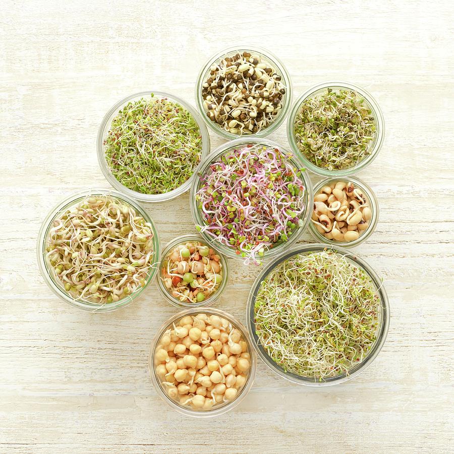 Sprouting Beans In Jars #6 Photograph by Science Photo Library