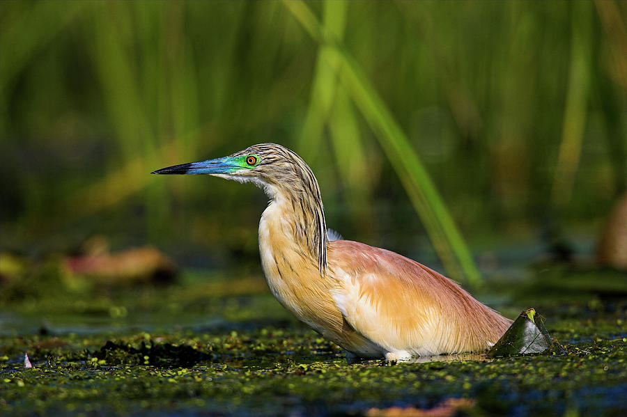 Squacco Heron (ardeola Ralloides Photograph by Martin Zwick - Pixels