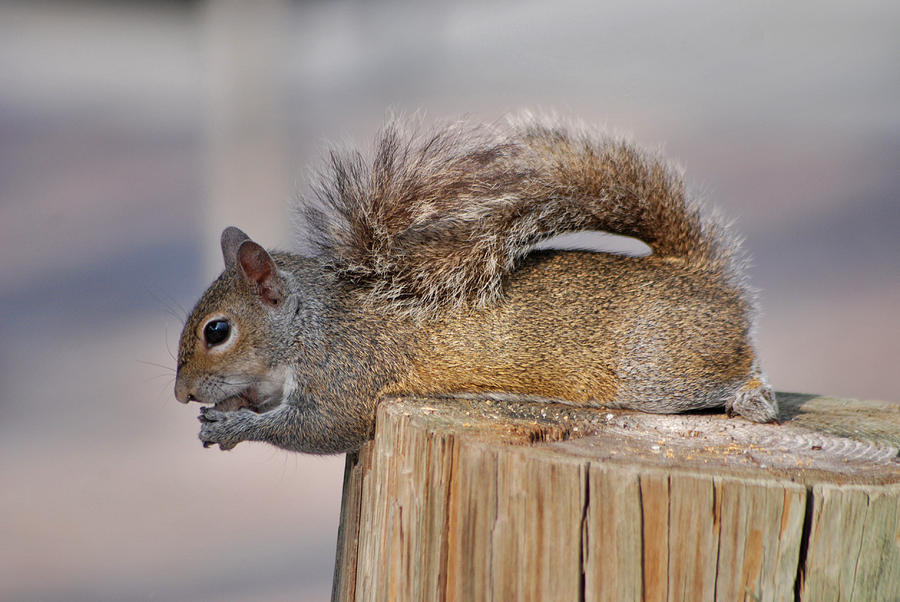 6- Squirrel Photograph by Joseph Keane
