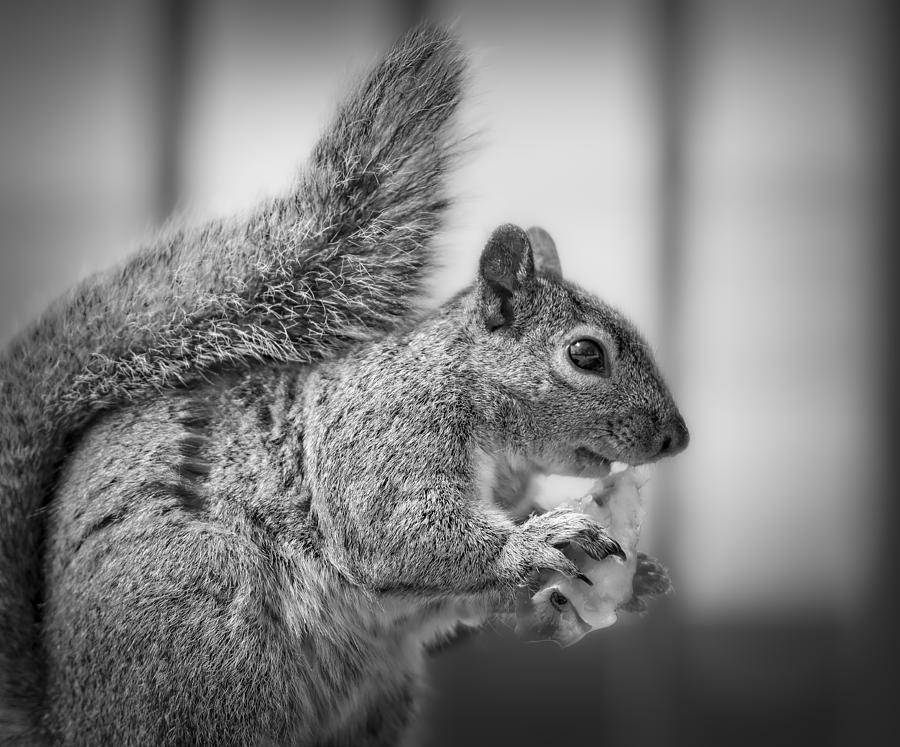 Squirrel #6 Photograph by Peter Lakomy