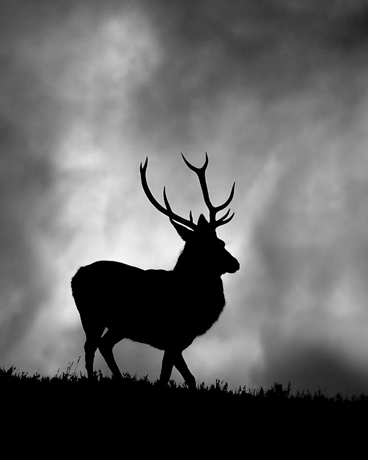 Stag silhouette #6 Photograph by Gavin Macrae
