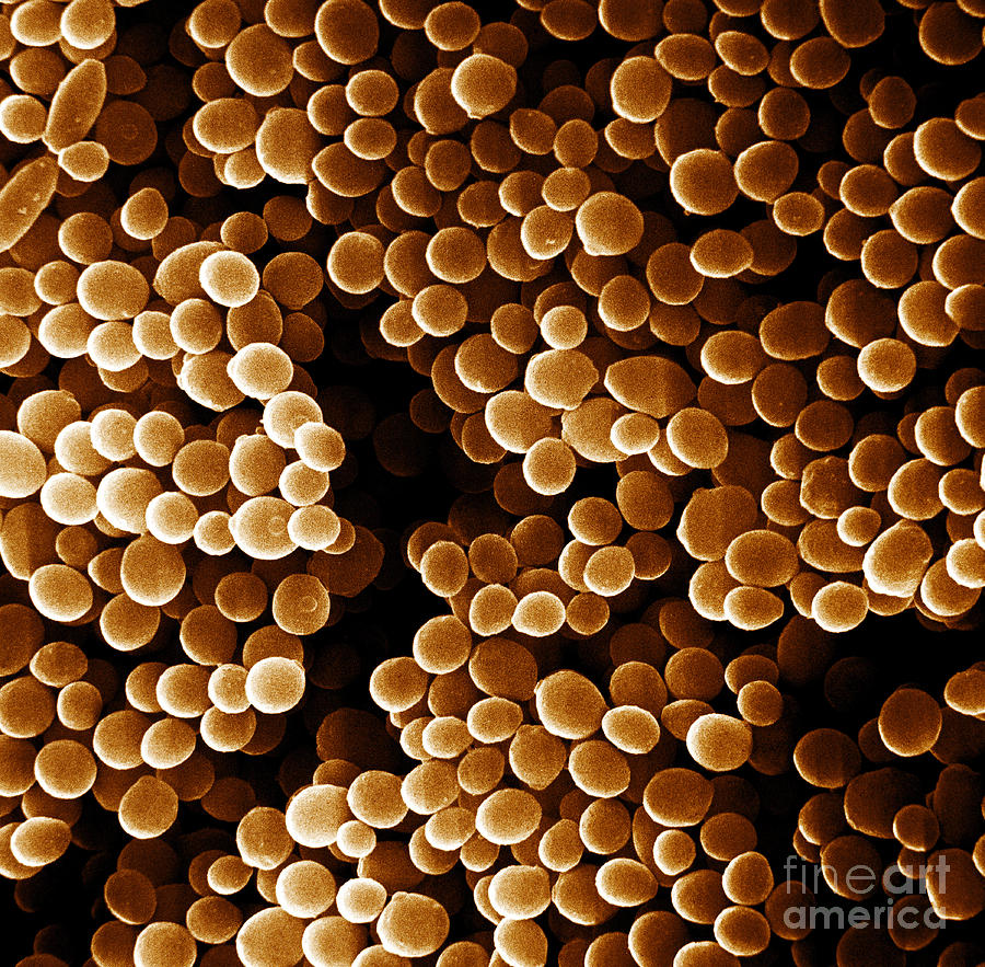 Staphylococcus Aureus, Sem Photograph by David M. Phillips