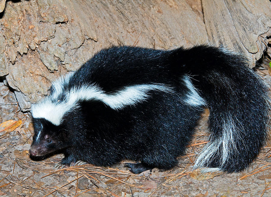 Striped Skunk Photograph by Millard H. Sharp - Fine Art America