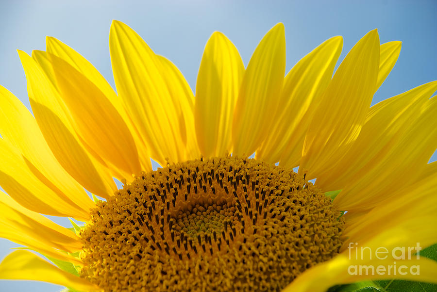Sunflower #6 Photograph by Mark Dodd