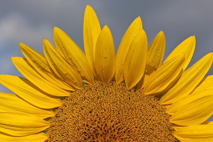 Sunflower #6 Photograph by Nick Mares