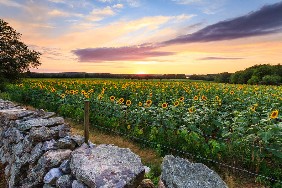 Sunflower Sunset #6 Photograph by Bryan Bzdula