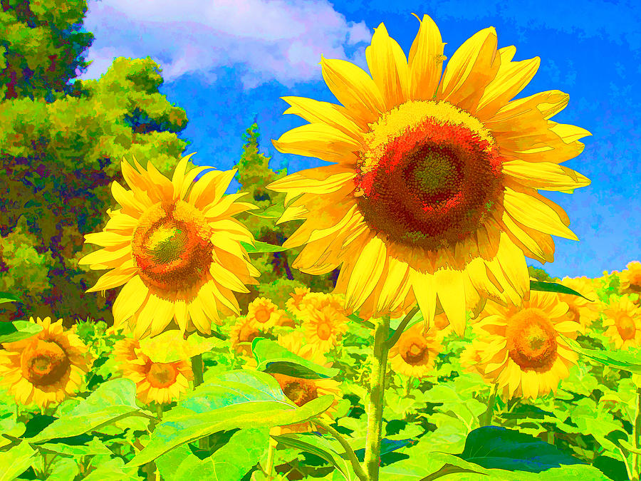 Sunflowers #2 Digital Art by Roy Pedersen