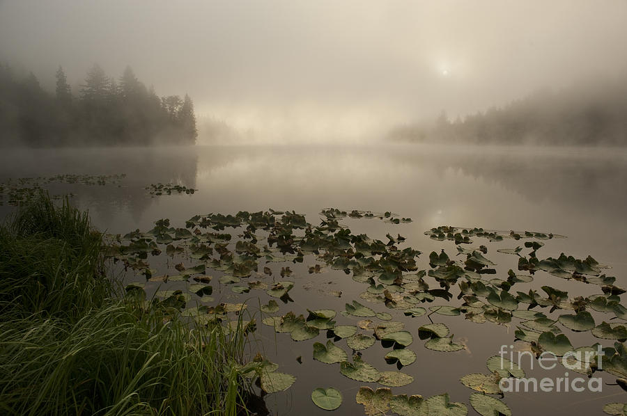 Sunrise lake in fog with trees shrouded in mist  #6 Photograph by Jim Corwin