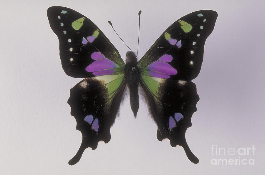 Swallowtail Butterfly #6 Photograph by Barbara Strnadova
