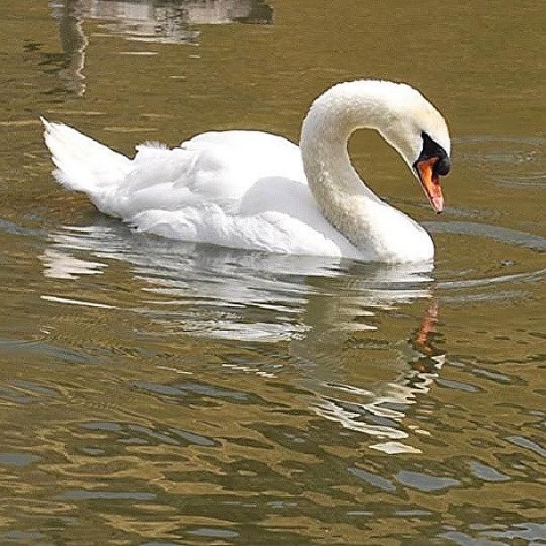 Animal Photograph - #swan #lake #pond #bird #serene #6 by Siobhan Macrae