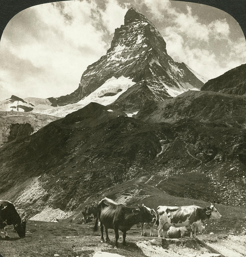 Cow Painting - Switzerland Matterhorn #6 by Granger