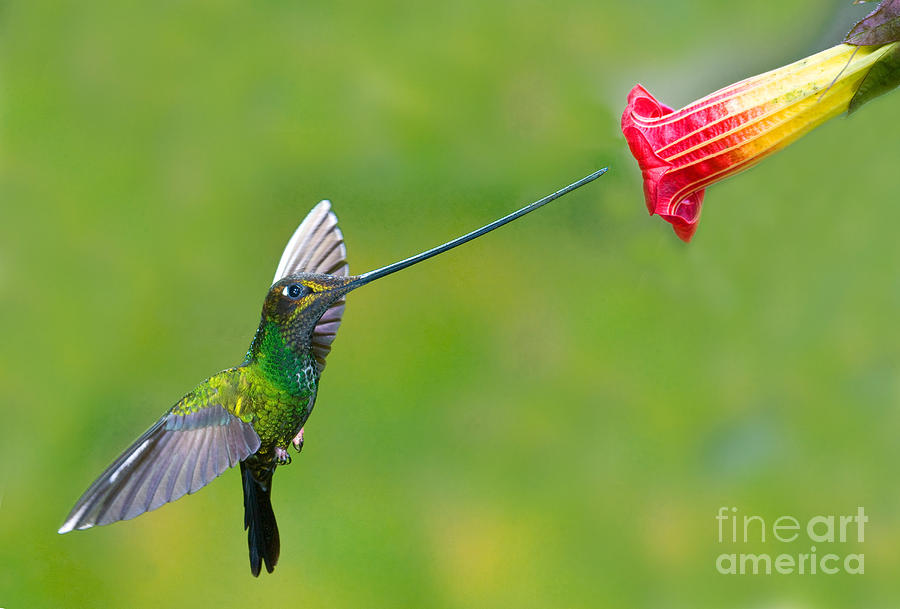 Sword-billed Hummingbird #6 Photograph by Anthony Mercieca