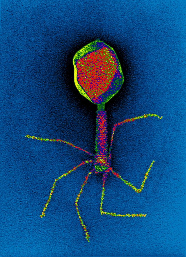 T-bacteriophages And E-coli #6 Photograph by Eye of Science