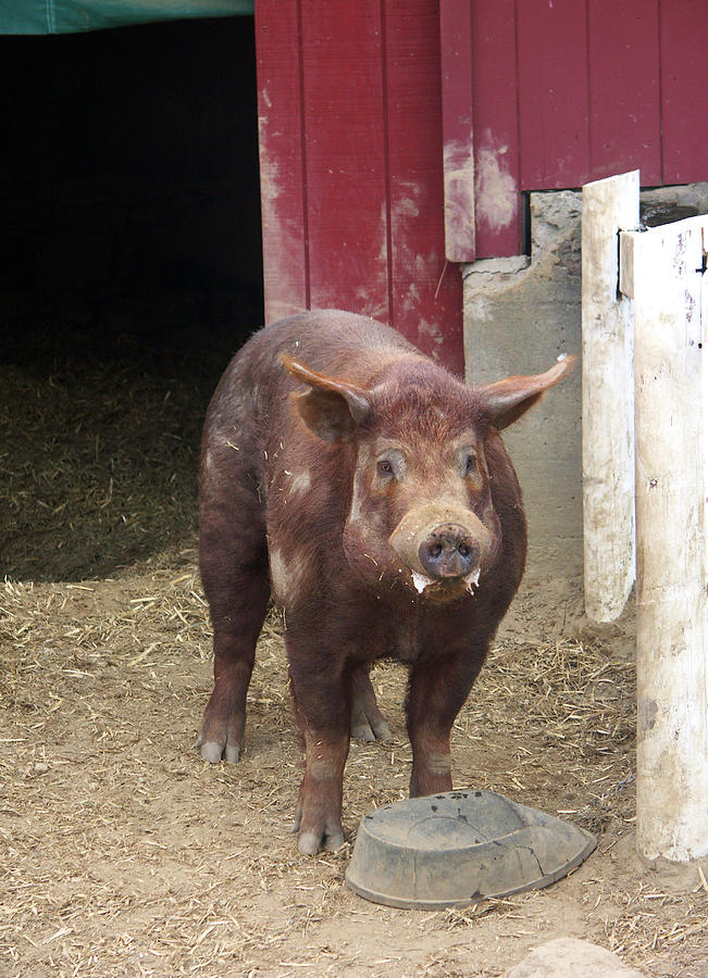 Tamworth Pig #6 Photograph by Bonnie Sue Rauch