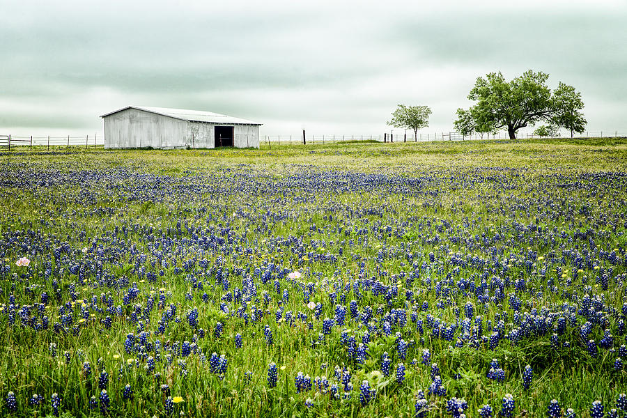 Texas Bluebonnets 6 Photograph by Victor Culpepper