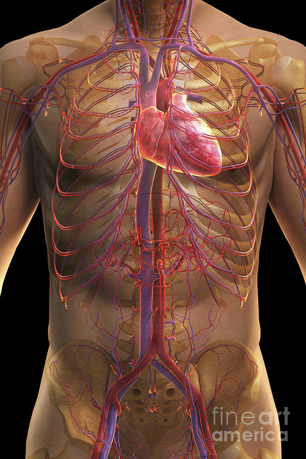 The Cardiovascular System #6 Photograph by Science Picture Co