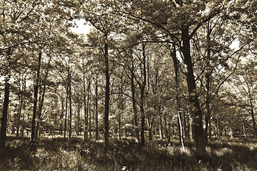 The Forest Photograph By David Pyatt Fine Art America