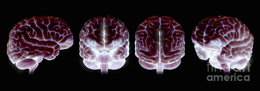 The Human Brain #6 Photograph by Science Picture Co