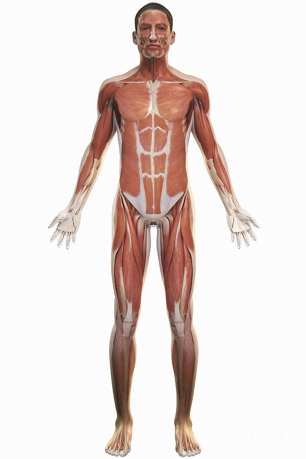 The Muscle System #6 Photograph by Science Picture Co