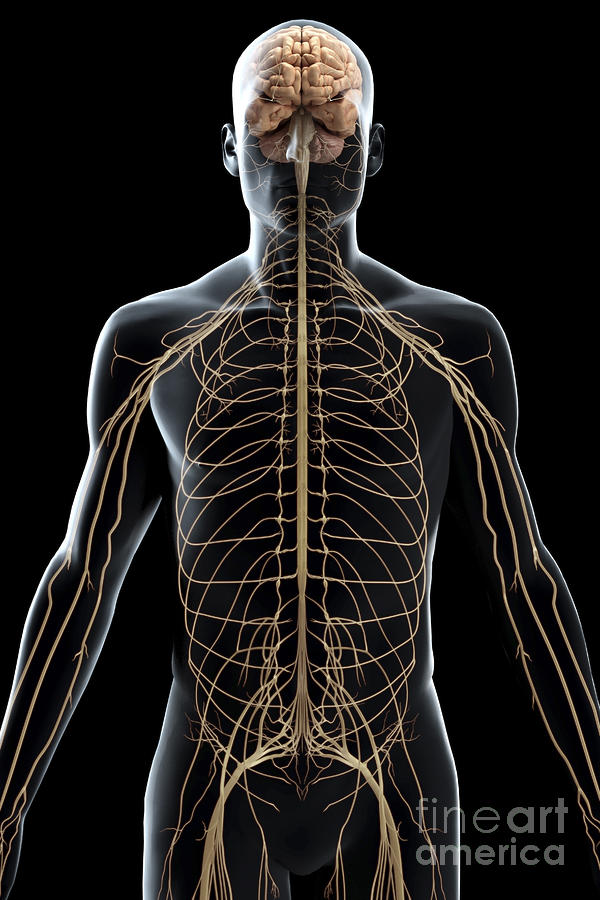 The Nerves Of The Upper Body #6 Photograph by Science Picture Co