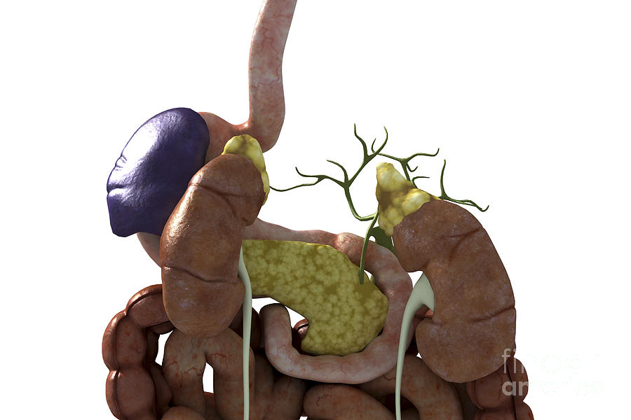 Organs Photograph - The Renal System #6 by Science Picture Co