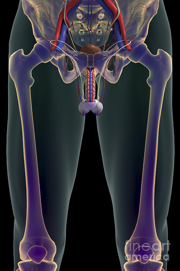 The Urinary System Male #6 Photograph by Science Picture Co