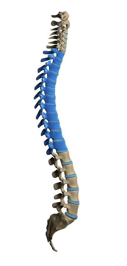 Thoracic Spine Photograph by Sciepro/science Photo Library - Fine Art ...