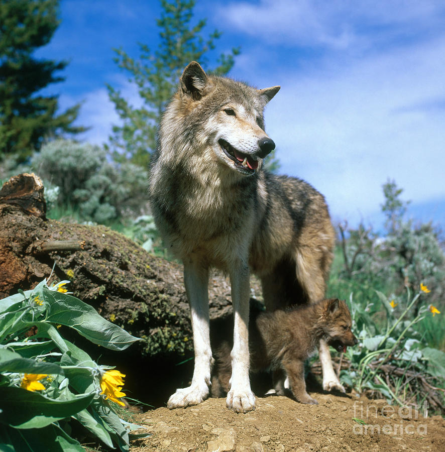 Timber Wolf #6 Photograph by Hans Reinhard