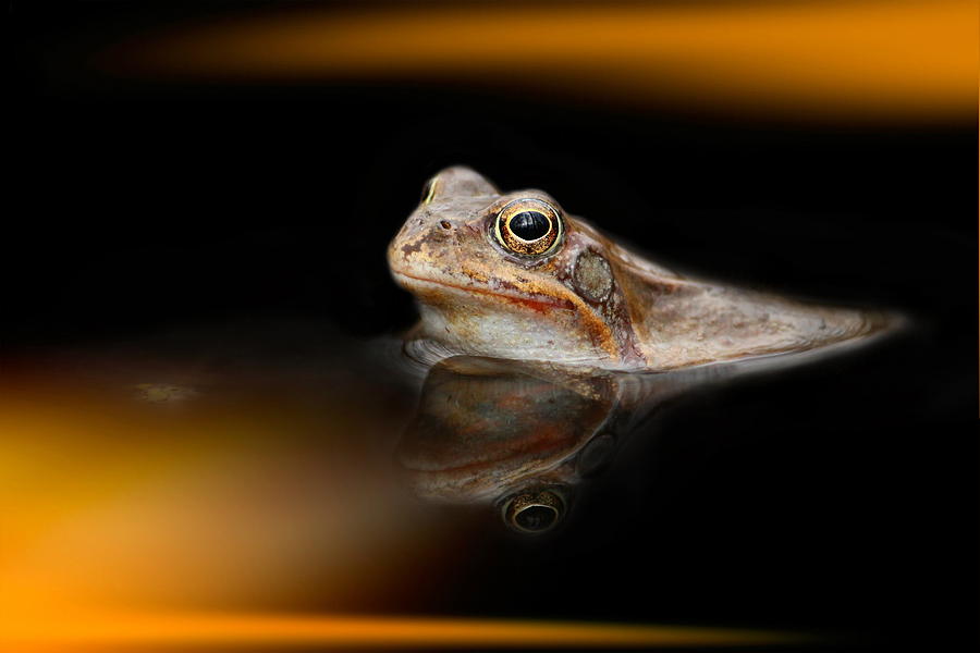 Toad #6 Photograph by Heike Hultsch