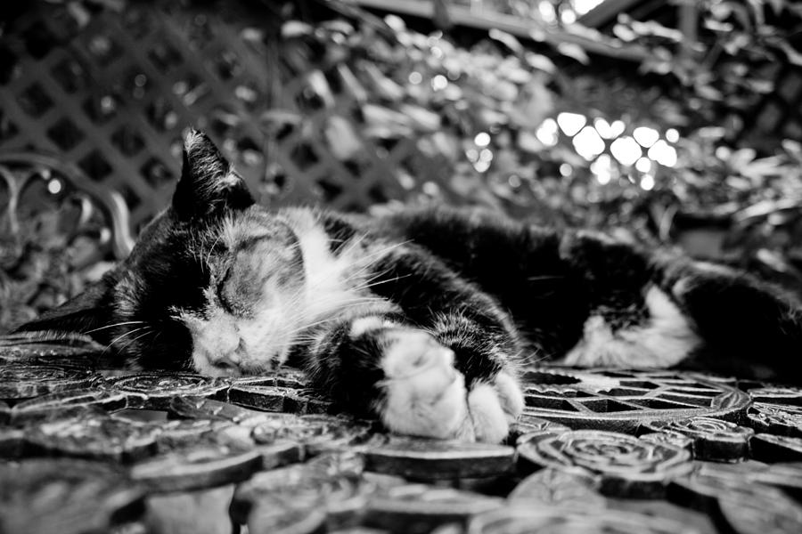 6 Toe Cat at Hemingway House Photograph by John McGraw