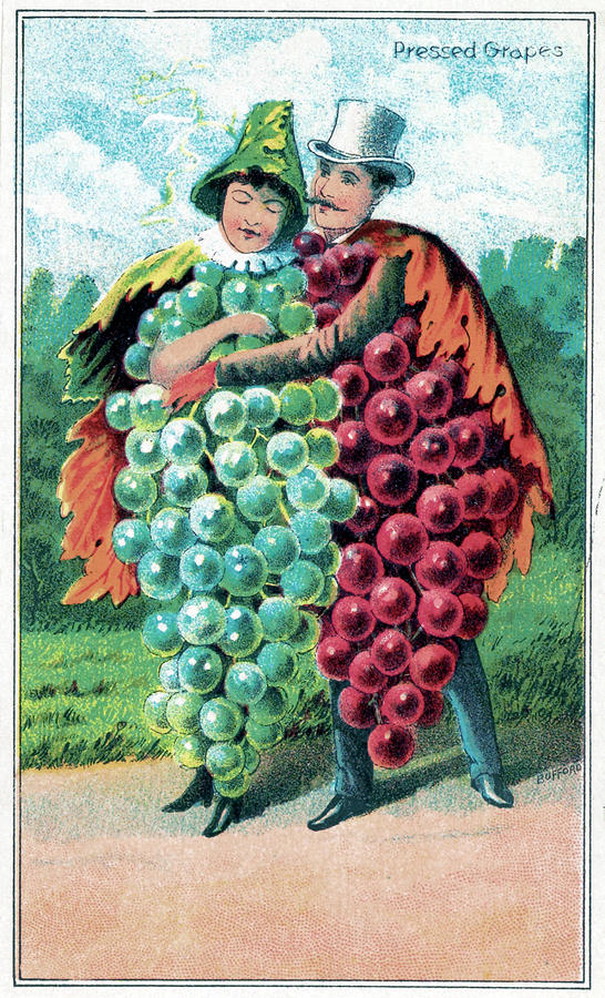 Grape Drawing - Trade Card, C1887 #6 by Granger