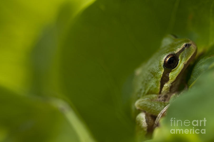 Tree frog in lilac bush #6 Photograph by Jim Corwin