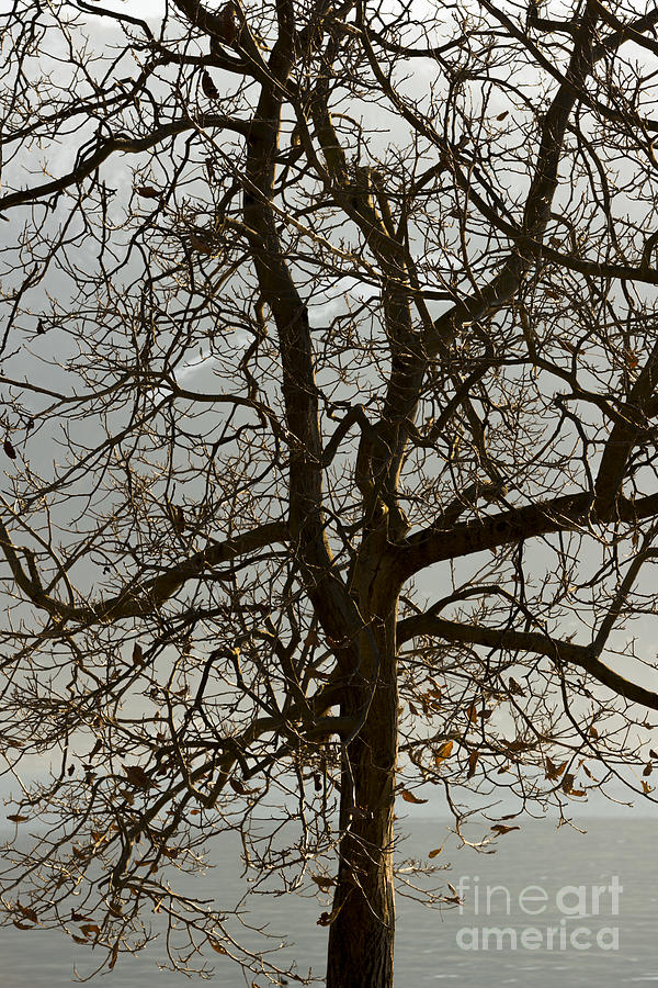 Tree #6 Photograph by Mats Silvan