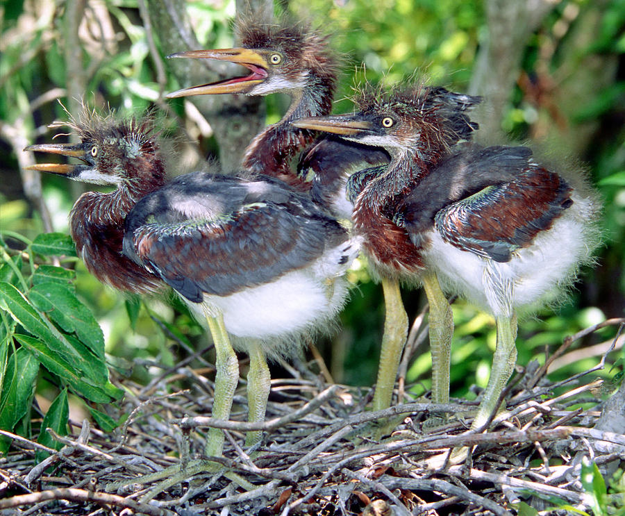 Tricolored Heron Nestlings #6 Photograph by Millard H. Sharp