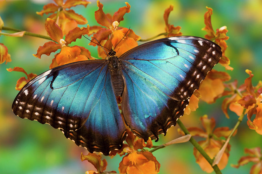 Tropical Butterfly The Blue Morpho Photograph by Darrell Gulin