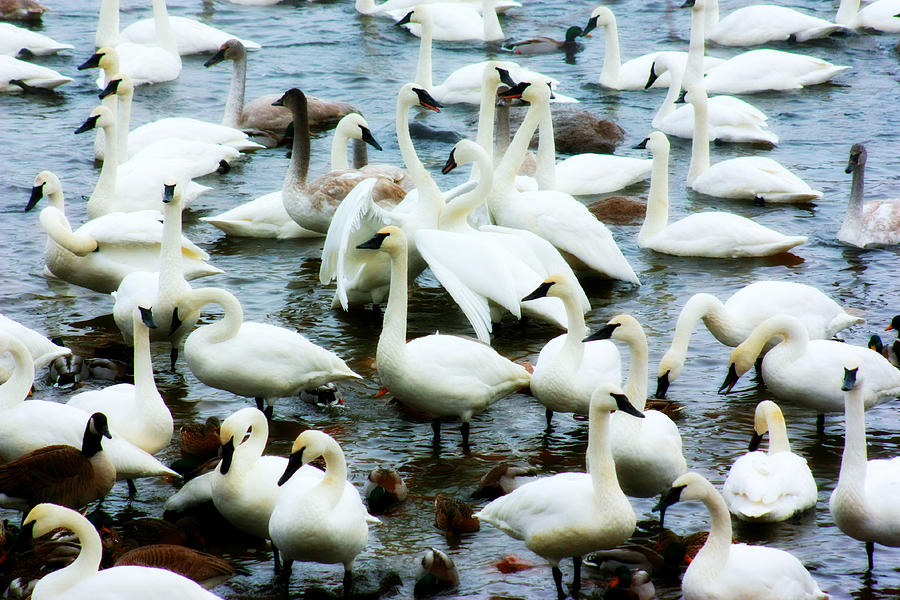 Trumpeter Swans #6 Photograph by Amanda Stadther