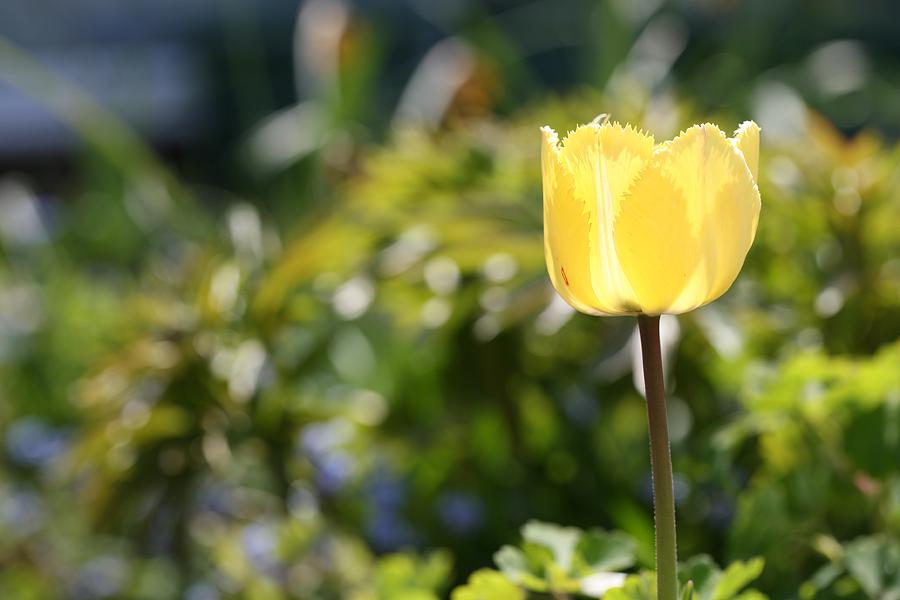 Tulip Photograph - Tulip #6 by Mark Severn