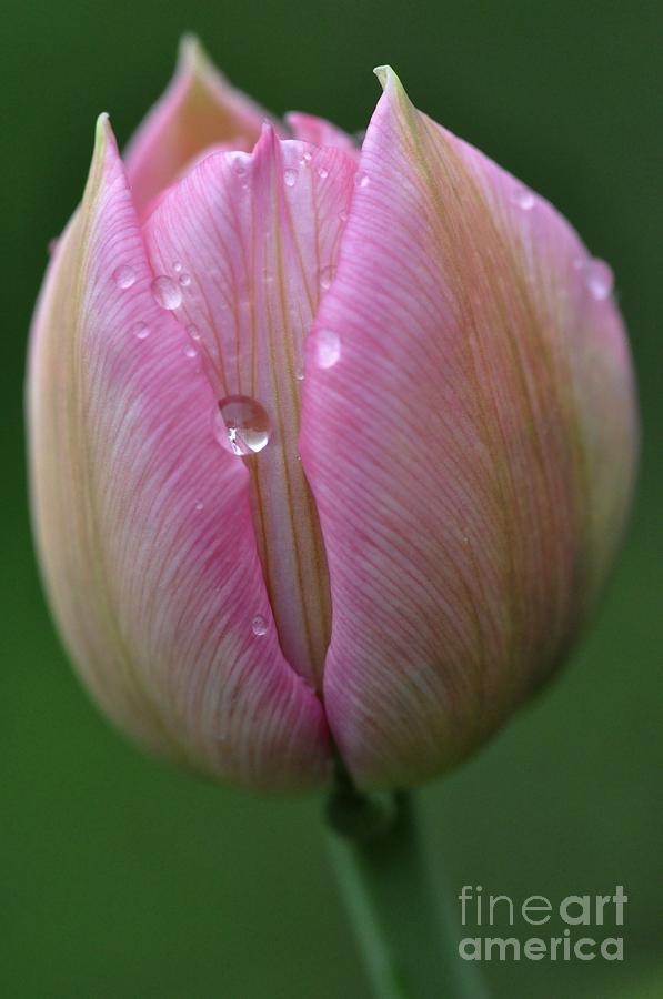Tulip #6 Photograph by Sylvie Leandre
