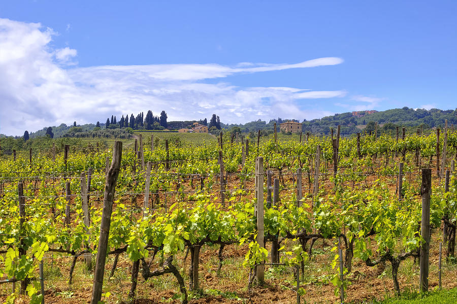 Wine Photograph - Tuscany - Montalcino #6 by Joana Kruse