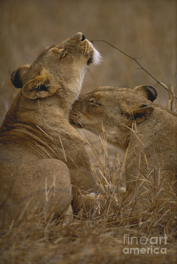 Two Lions #6 Photograph by Art Wolfe