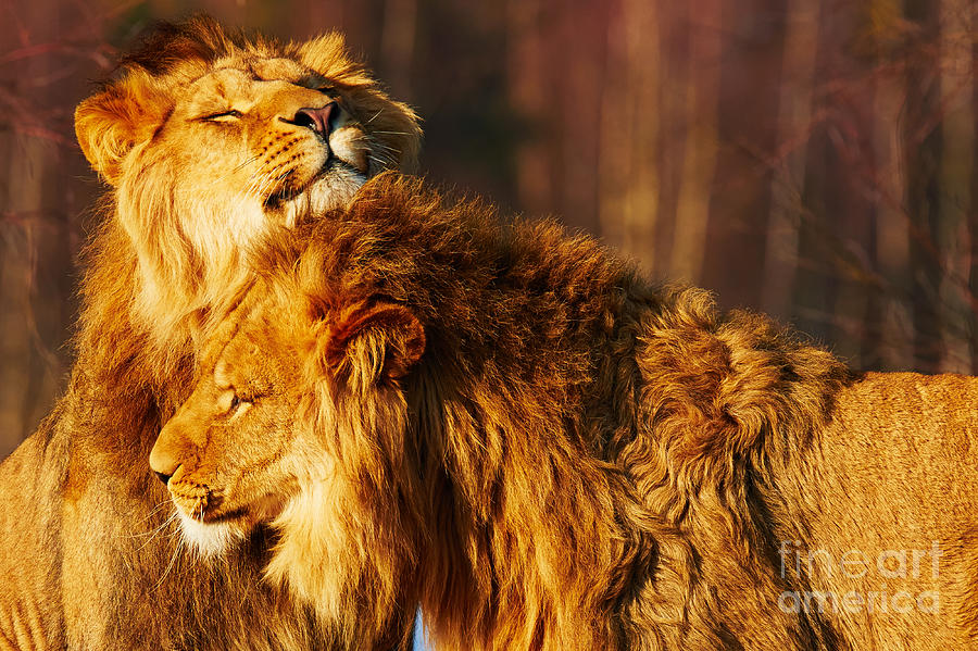 Two lions close together #6 Photograph by Nick  Biemans