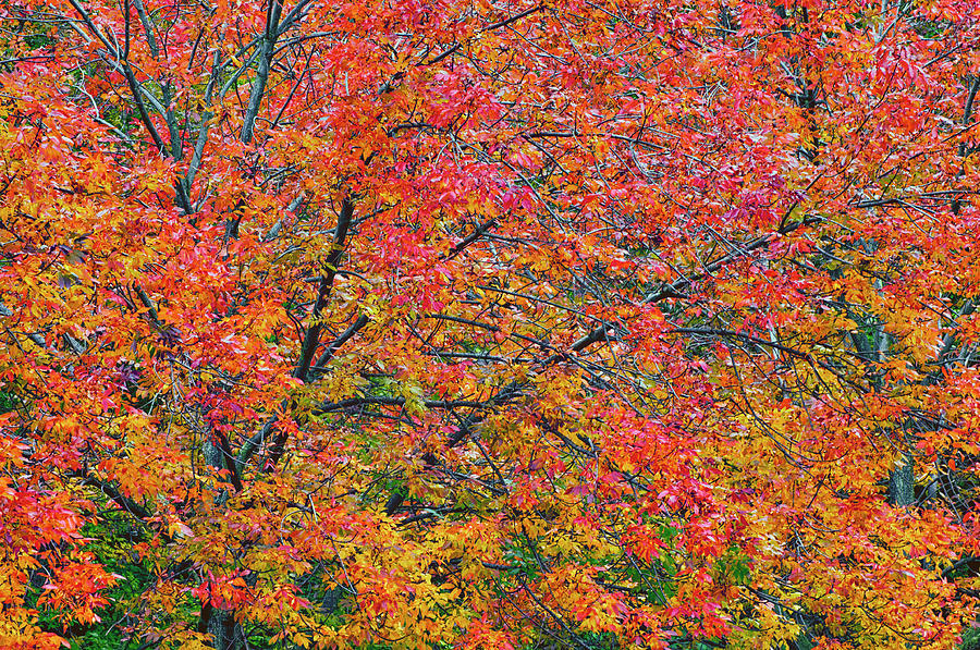 Fall Photograph - USA, Pennsylvania, Dingmans Ferry #6 by Jaynes Gallery