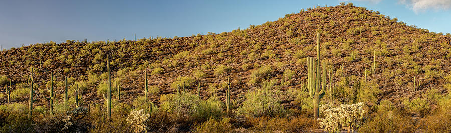 Various Cactus Plants In A Desert #6 Photograph by Panoramic Images